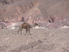 Desert