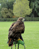 Falcon