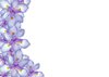 Fairy Iris Border 6
