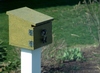 Springtime Sparrow Nesting