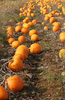 Pumpkin Patch