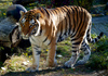 Summer Tiger