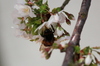 bee2
