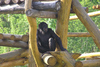 Chimp