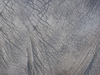 Elephant skin