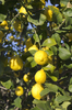 Lemons