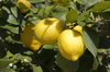 Lemons