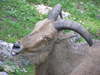 Mountain goat
