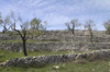 Olive tree terraces