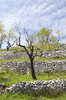 Olive tree terraces