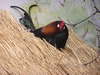 Rooster