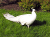White peacock