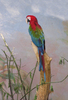 Parrot