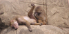 Baboons
