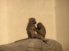 Baboons
