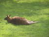 Kangaroo