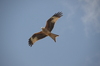 Red kite 1