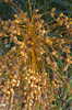 Palm fruits