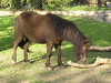 A small horse