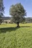 Meadow with olive trees