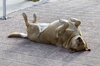 Sleepy dog