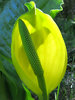skunk cabbage