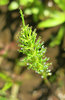 dewdrops