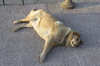 Sleepy dog
