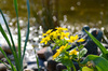 flowers on my pond