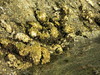 oysters