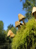 mushrooms