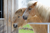 2 horses