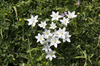 Star-of-Bethlehem flowers