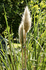 bamboo plant