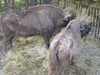 Bisons