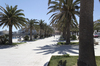 Palm tree piazza