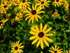 Yellow Daisies - closer