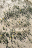Sand dune flowers