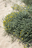 Sand dune flowers
