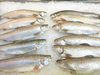 salmon