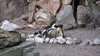 Penguins