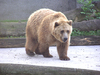 Brown bear