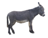Donkey