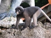 Langur