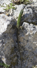 Green lizard