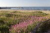 Coastal flora