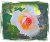 Rose Grunge