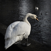 Swan