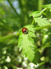 ladybug