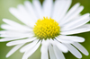 Daisy daisy